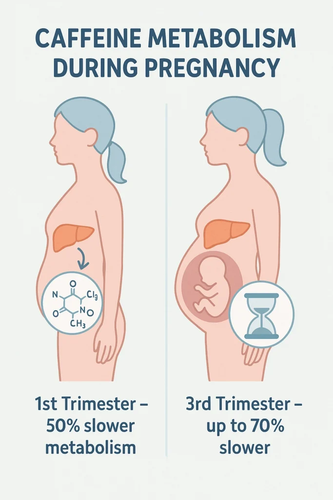 Infographic showing how caffeine metabolism slows from the first to the third trimester of pregnancy, with visuals of a pregnant woman’s body, a liver icon, and caffeine molecule symbols.
